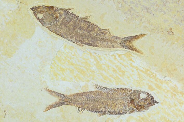 Two Fossil Fish (Knightia) - Wyoming #130219